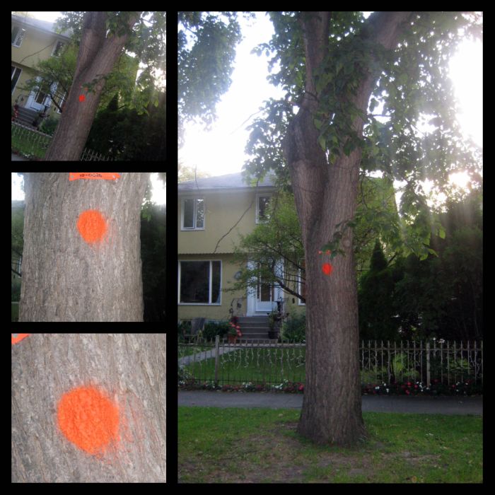 Winnipeg has the largest urban elm forest in the world and it is threatened by dutch elm disease which necessitates getting rid of diseased trees.